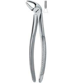 Lower Incisors and Canines 4