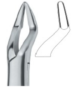 Parmly Molars and bicuspids 32